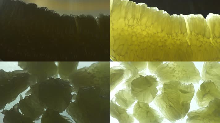 柚子-西柚-柚子创意拍摄-柚子微距特写