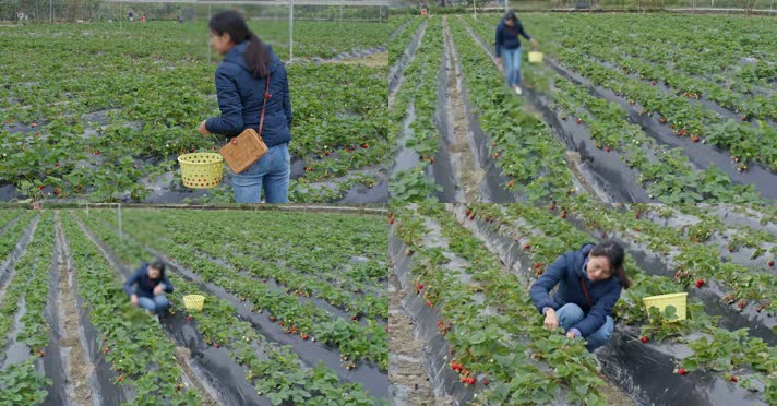 在草莓园采摘草莓4K视频素材