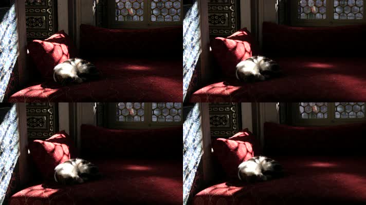 小猫睡觉，光影变幻，休闲生活