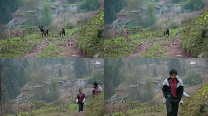 乡下农村村口小路上两只狗远处走来的村民