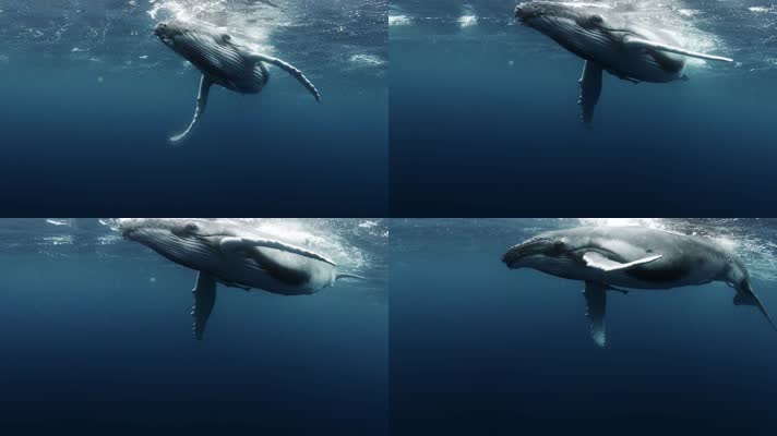 鲸鱼海洋动物海洋海底大海
