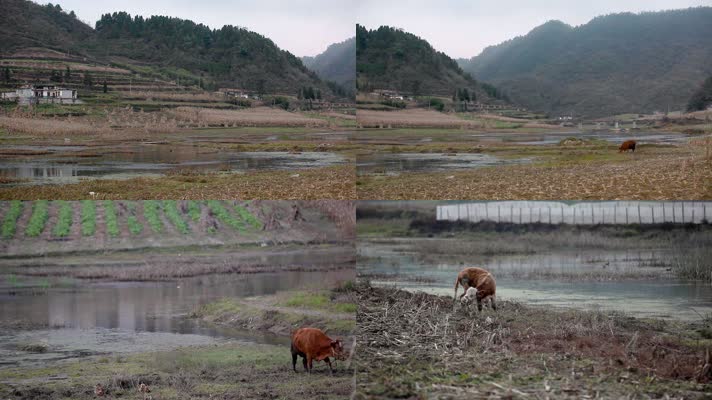 初冬乡下农村小河边吃草的黄牛