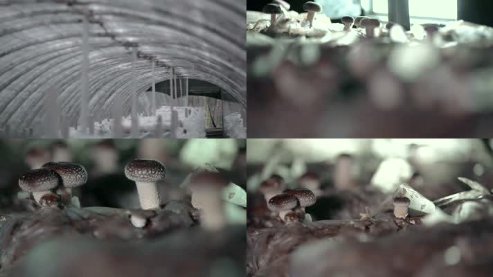 大棚种植蘑菇采摘蘑菇