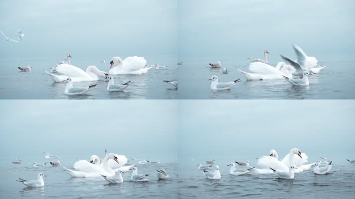 天鹅湖，天鹅游泳，唯美浪漫