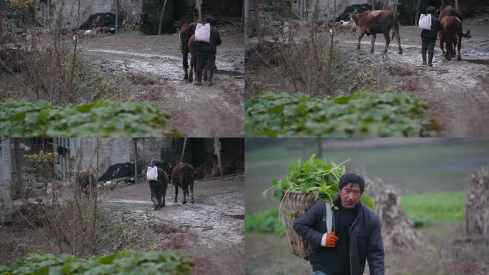 农村泥泞道路上赶马的农民割草回来的村民