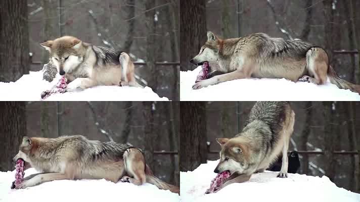 狼吃东西，捕食觅食