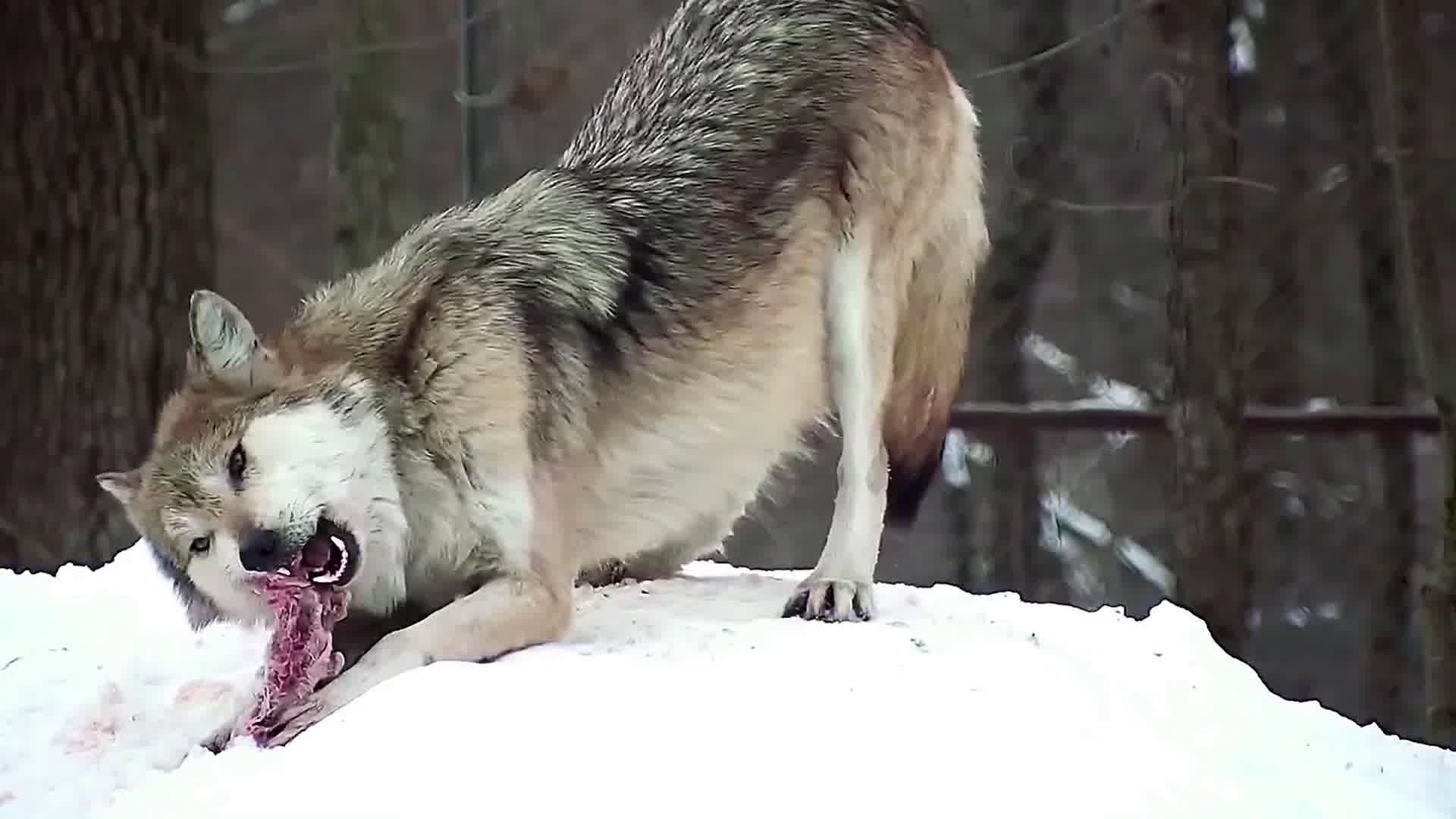 狼吃东西捕食觅食视频素材
