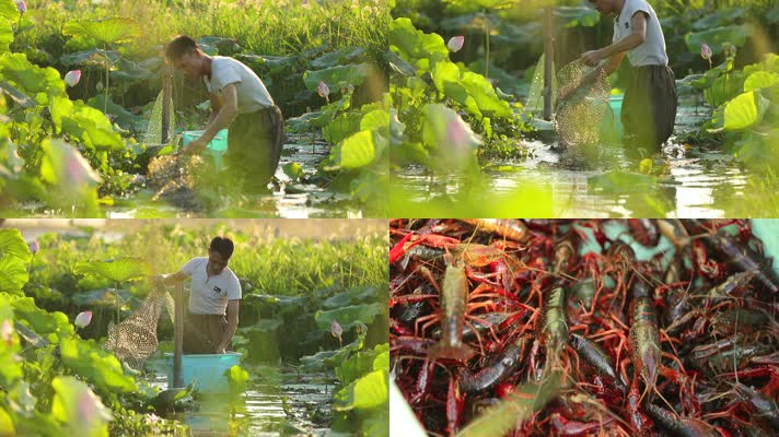 龙虾生态养殖、水产小龙虾