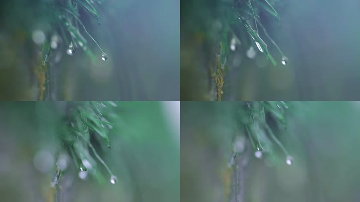 微距夏季雨后绿色小草滴落的水珠