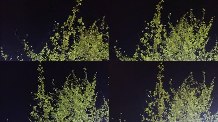 【手机拍摄】路灯下春天的枝条迎风招展13秒