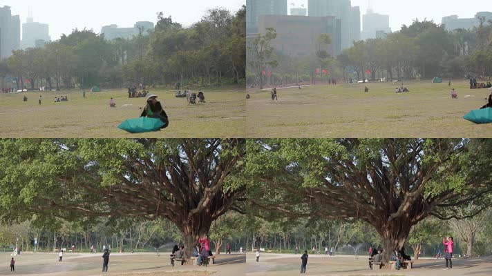 深圳莲花山公园草地上的大树游客市民