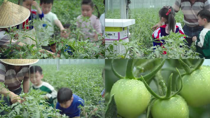 西红柿农场幼儿教育4k