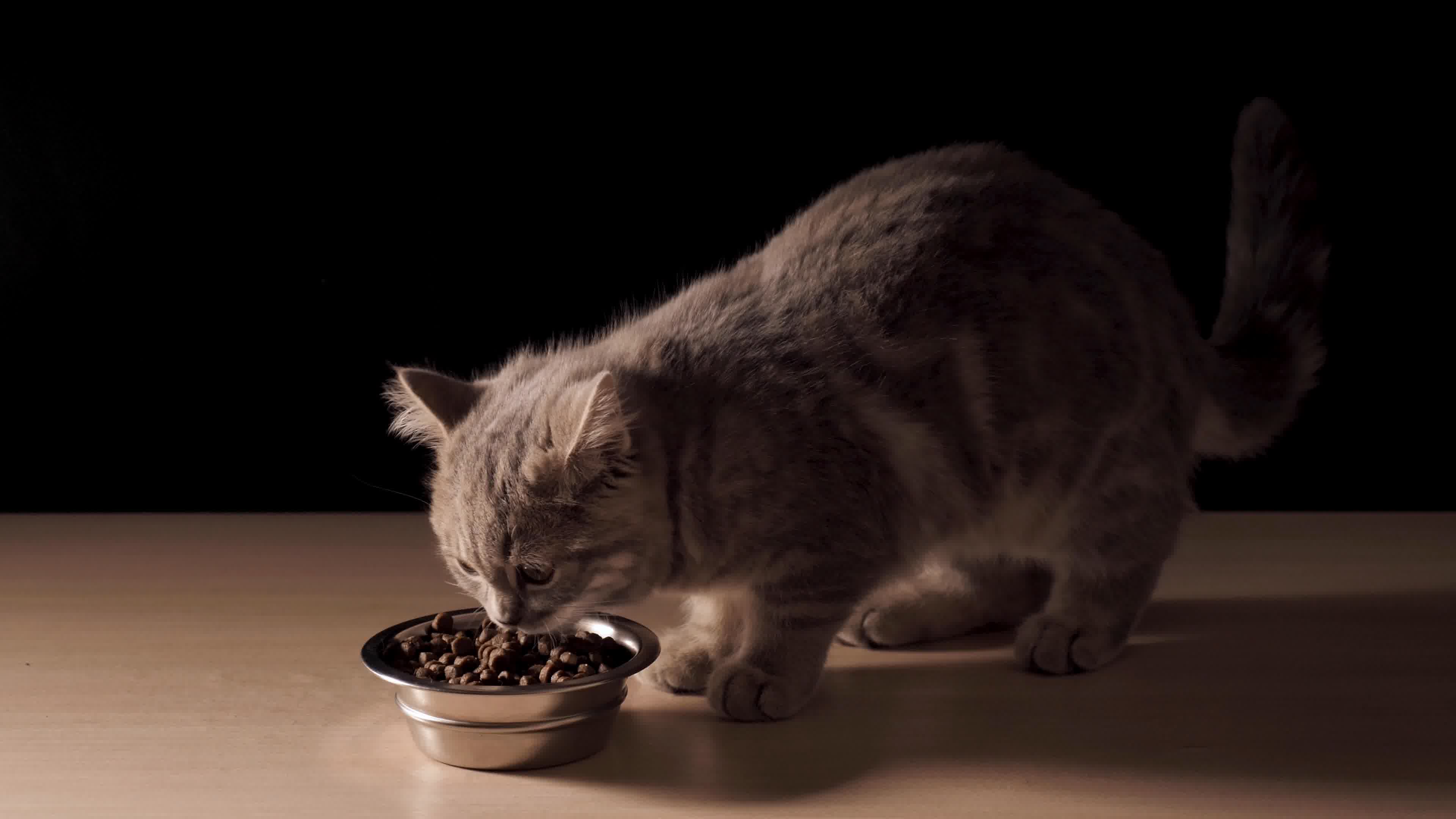 卡通可爱的猫吃食物载体。插画图片素材_ID:347566765-Veer图库
