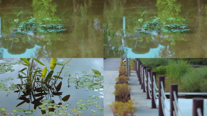 湿地公园水溏池塘里花草睡莲