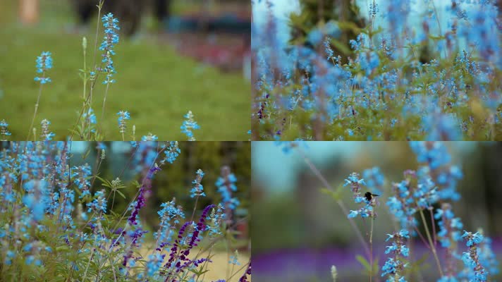 花园里的蓝色薰衣草小花引来蜜蜂