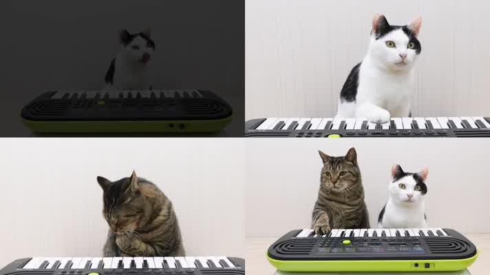 可爱小猫弹钢琴