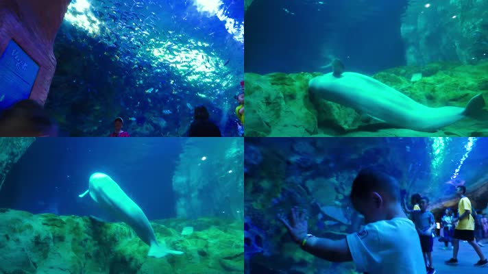 海洋公园鲸鱼馆视频小幼儿游广东长隆水族馆