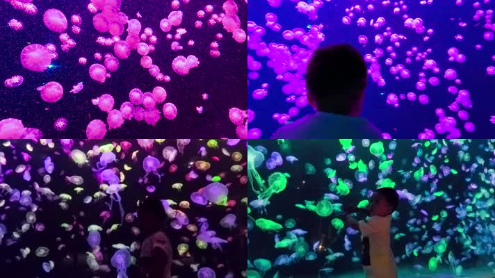 海洋公园水母馆视频幼儿游广东长隆水族馆
