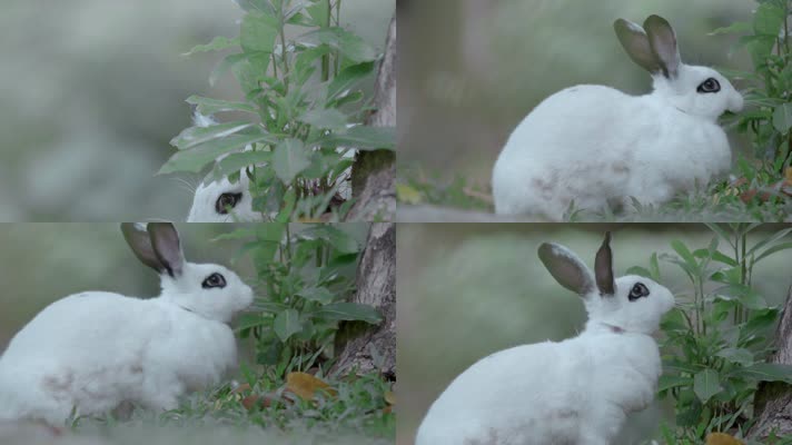 小白兔吃树叶视频可爱十二生肖兔子
