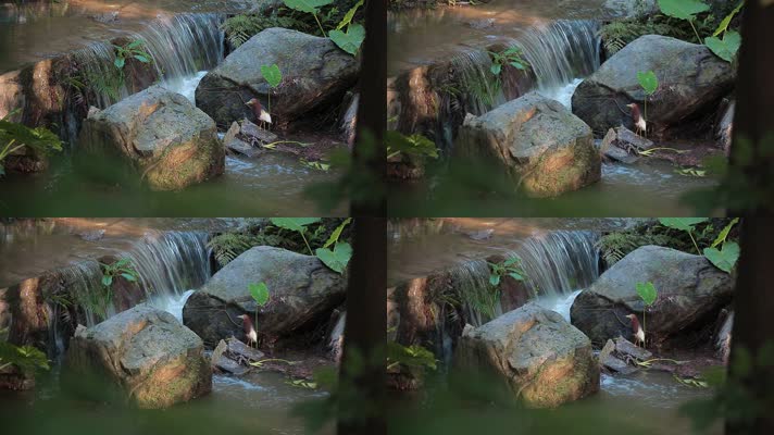林间小溪视频溪水石头小鸟
