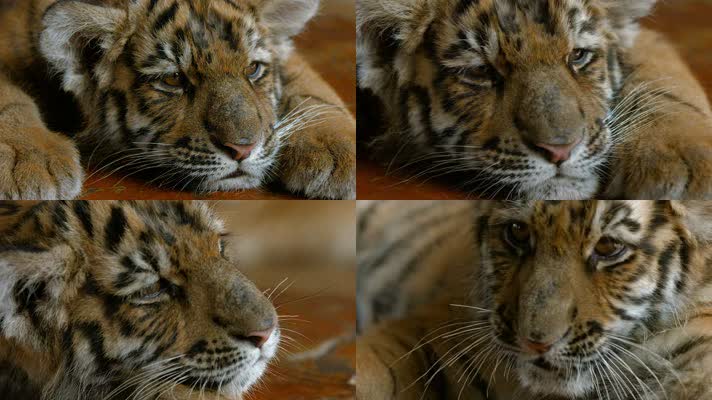 动物园小老虎视频可爱的小虎张大嘴