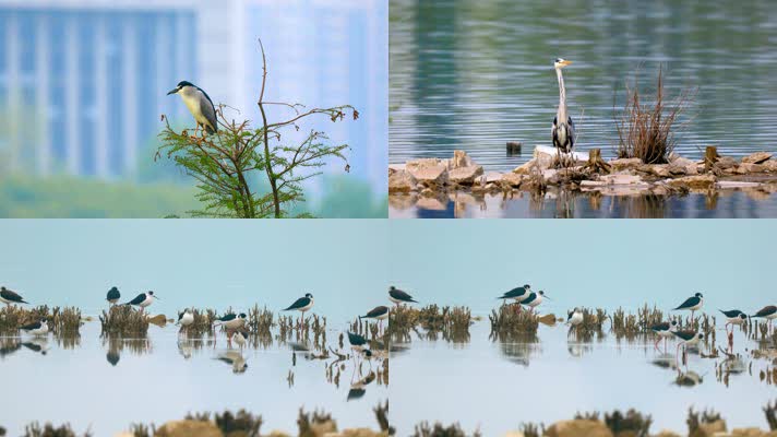 【4K】春天里湖中鹭鸟的活力