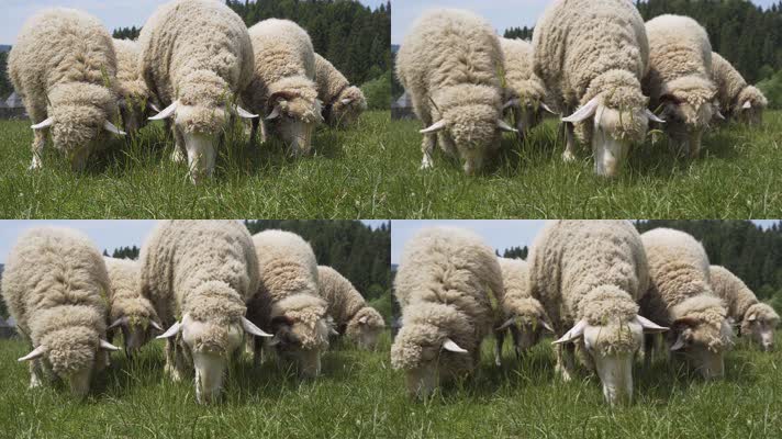 草地绵羊，羊毛羊绒