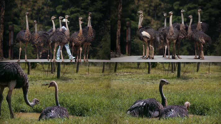 动物园鸵鸟视频成群的鸵鸟和游客