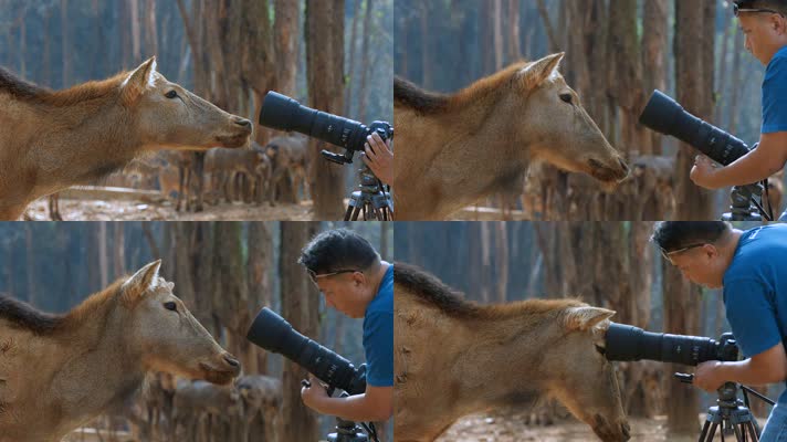 动物摄影师近距离拍摄动物视频镜头拍摄水鹿