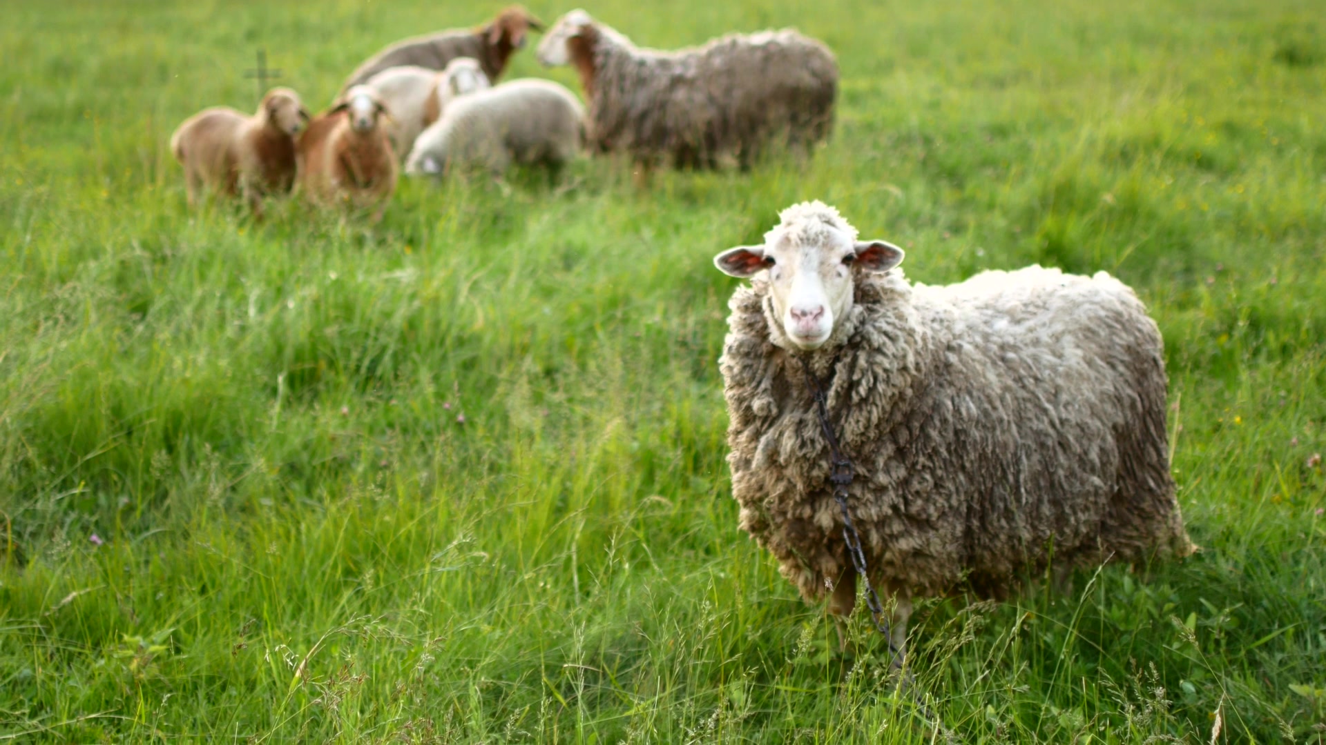 牧场的绵羊羊群高清图片-千叶网