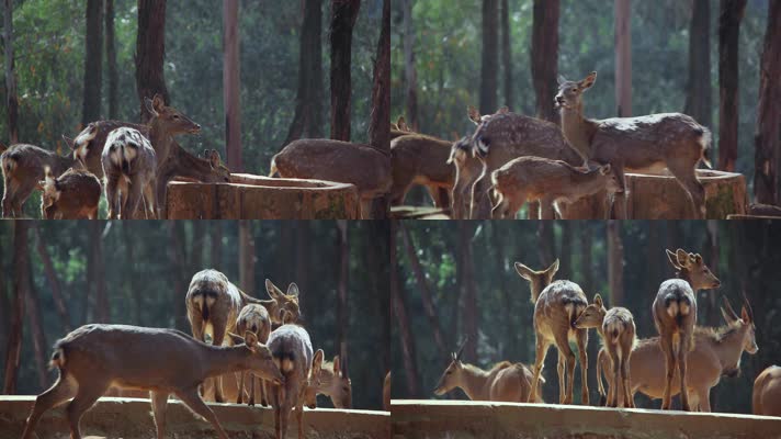 动物园梅花鹿视频逆光下成群的梅花鹿