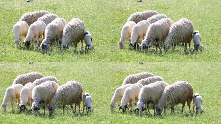 草地绵羊，羊毛羊绒