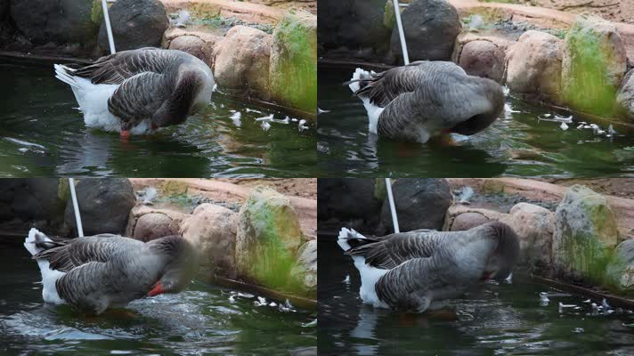 动物园大灰鹅视频洗澡的法国大鹅