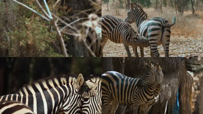 动物园斑马视频细纹斑马条纹 