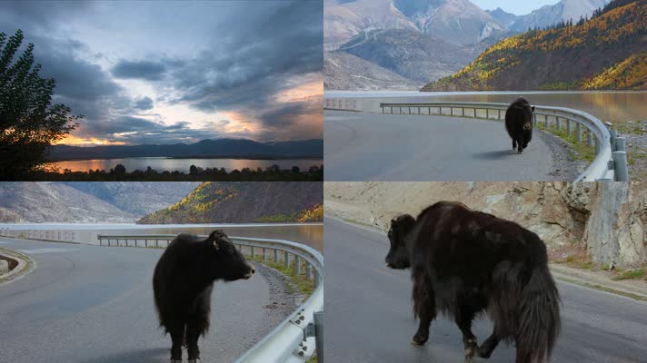 孤独牦牛视频西藏黄昏公路上的黑牦牛