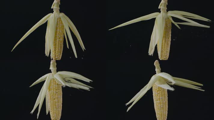 玉米包谷视频慢镜头旋转的玉米棒子叶子水珠
