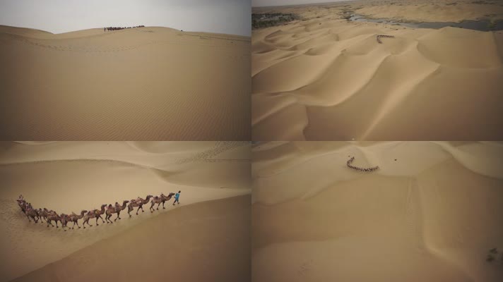 航拍沙漠骆驼队伍素材