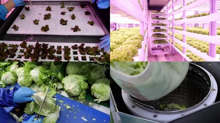 室内温室，蔬菜种植，蔬菜清洗包装鲜生