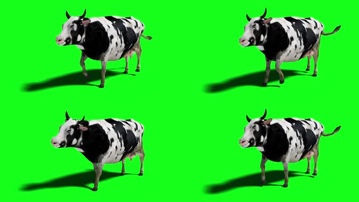 奶牛行走绿屏，奶牛绿屏