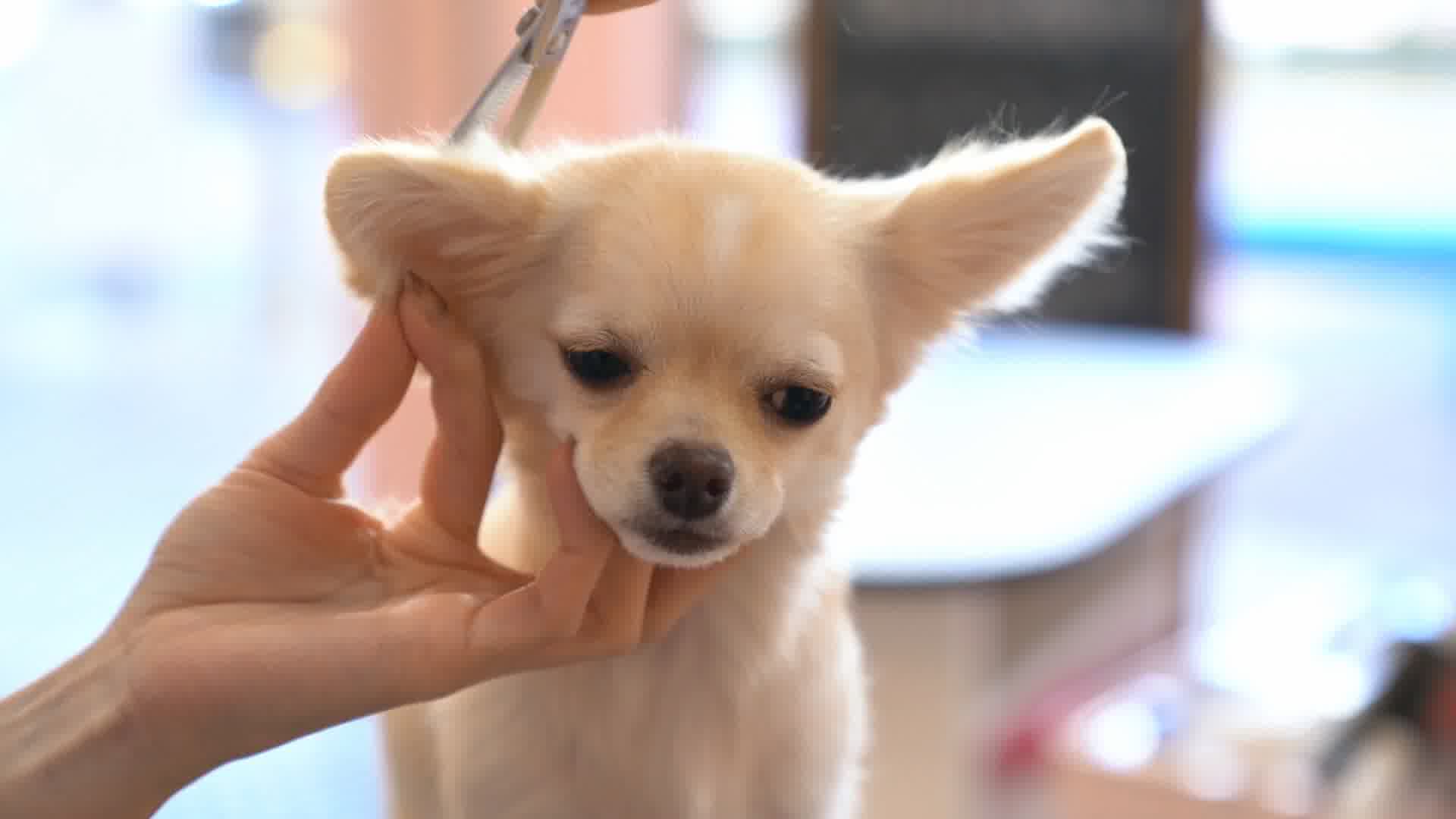 一名中国女狗美容师正在为一只查理士国王猎犬美容照片摄影图片_ID:318450063-Veer图库
