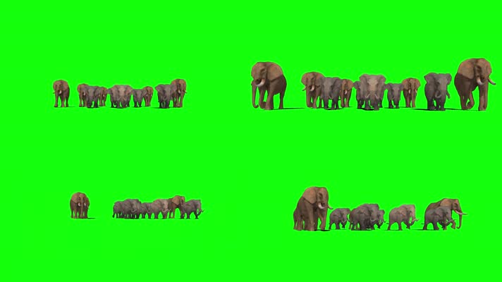 大象行走绿屏