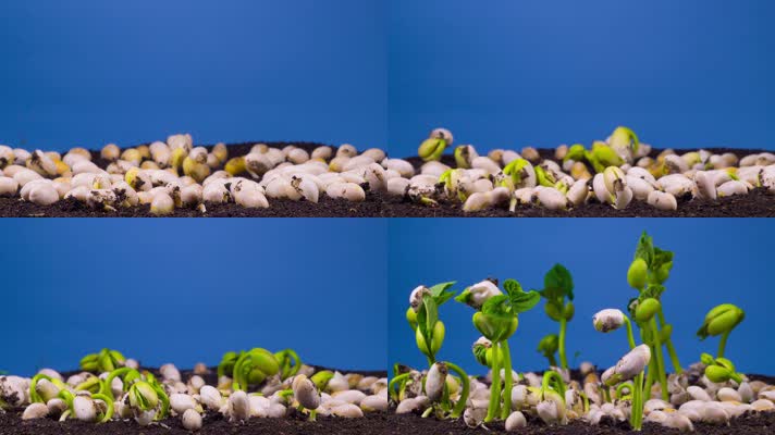 大豆种子发芽生长