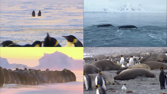 南极企鹅 帝企鹅 企鹅幼崽 鲸鱼出水 海
