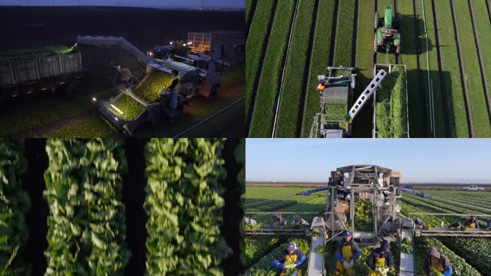 农业经济 农业生产 农场 机械化收割 协