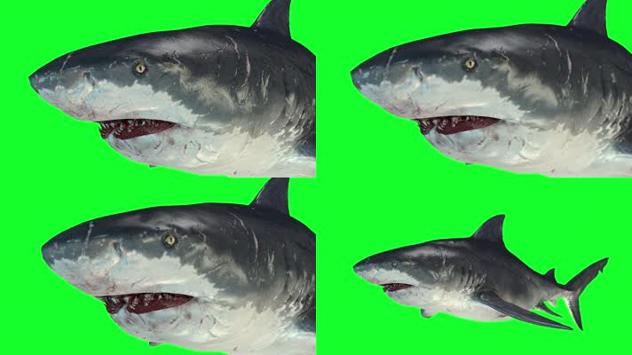鲨鱼绿屏 (3)