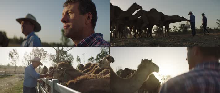 圈养骆驼 饲养 养殖场 农业经济 畜牧业