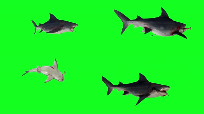 鲨鱼攻击海豹绿屏