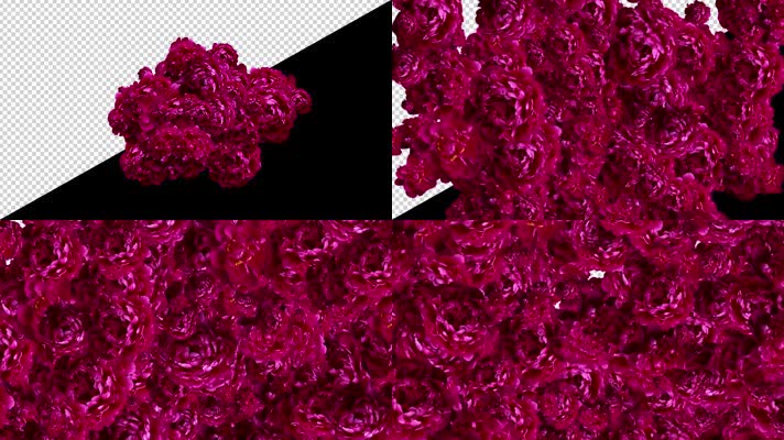 玫瑰红牡丹透明通道序列素材包