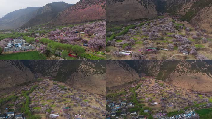 4k西藏风光视频林芝桃花节成片的桃花停车场