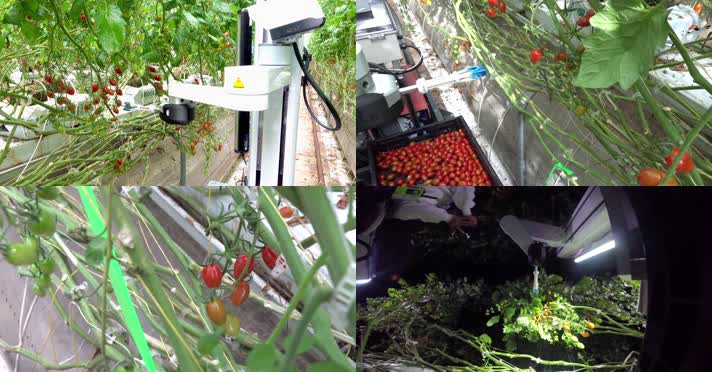 科技农业，机器人采摘西红柿